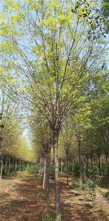 山东泰安菊花碧桃