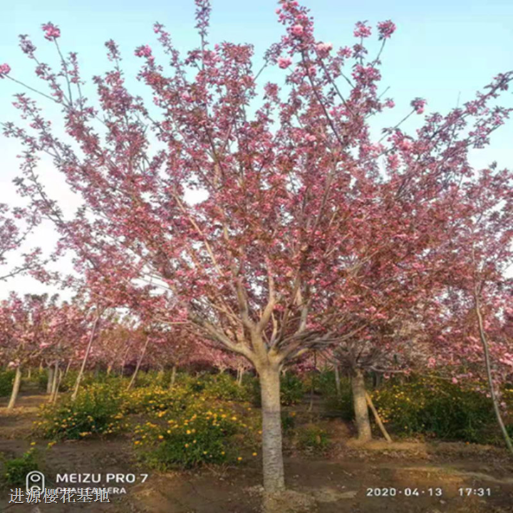 日本樱花