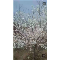 白雪碧桃
