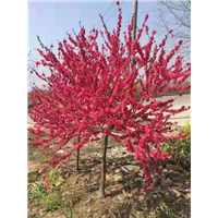 红花碧桃满天红碧桃