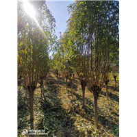 招手碧桃招手碧桃基地