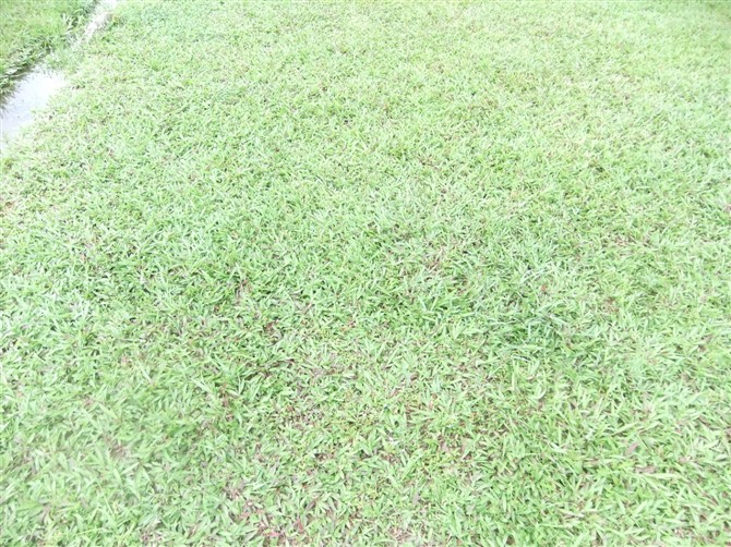大叶油草/福建大叶油草皮/莆田草坪4 