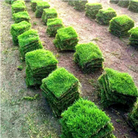 福建马尼拉草坪批发