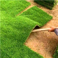 福建台湾草皮