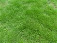 马尼拉草/福建马尼拉草皮/福建草皮4 