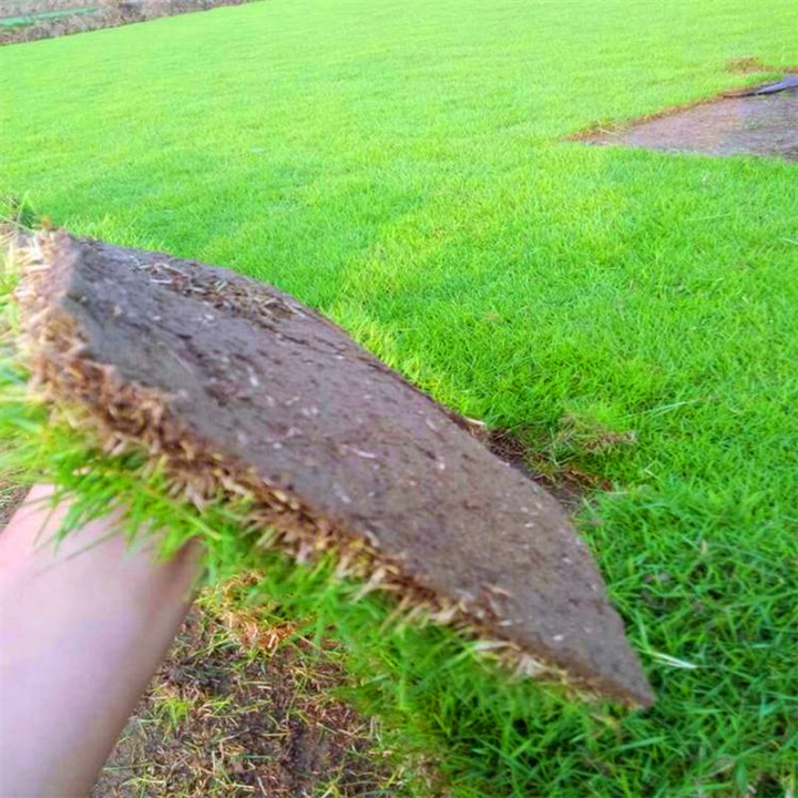 宁德草皮基地