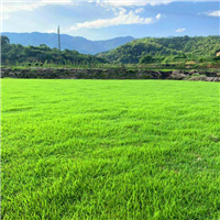 宁德草皮基地