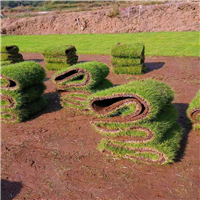 福建草卷