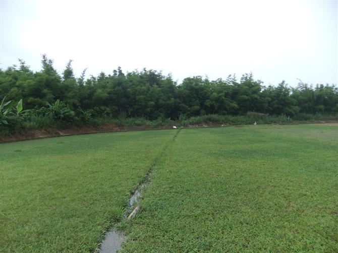 大叶油草/福建大叶油草皮/莆田草坪3 