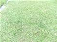 大叶油草/福建大叶油草皮/莆田草坪4 