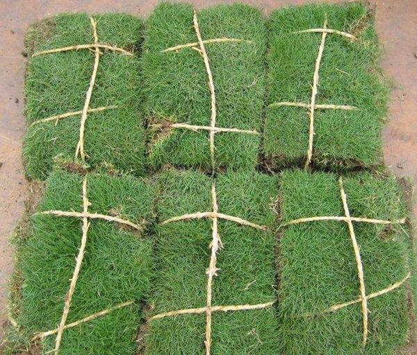 马尼拉草皮批发