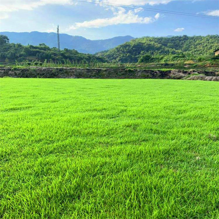 宁德草皮基地