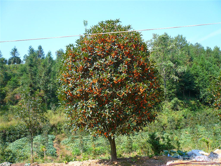 江西桂花价格 