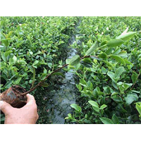 江西油茶苗 
