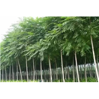 江西臭椿