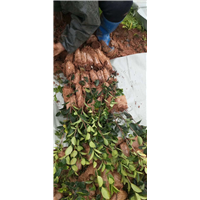 江西油茶苗 