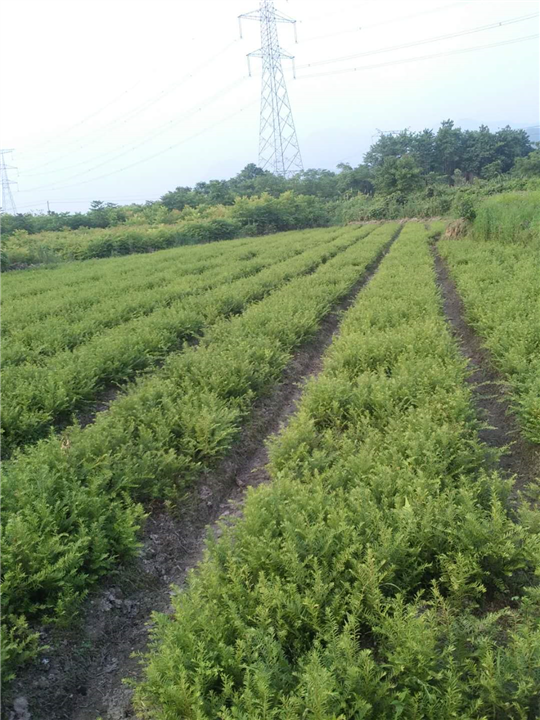 江西红豆杉 