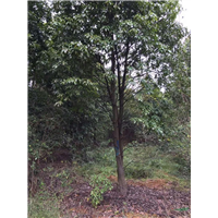 江西木荷树基地 