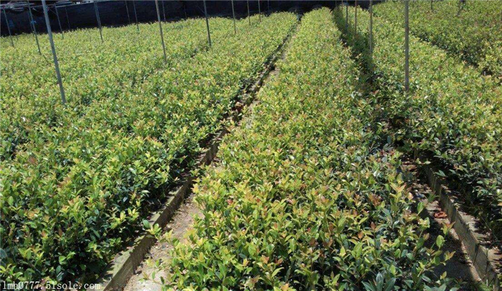 江西油茶苗 