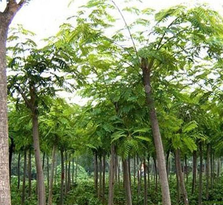 江西合欢价格 