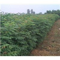江西黄山栾 