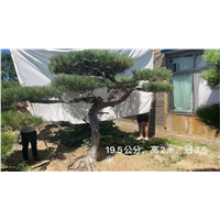 山东造型油松如何做好春季维护泰山景观松的水肥管理