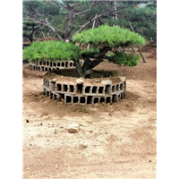 东营造型油松盆景