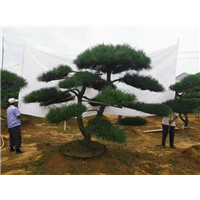 山东造型黑松的故事