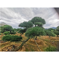 潍坊造型黑松之景观松的培育方法