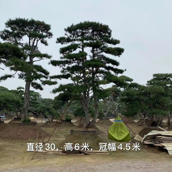 日照造型油松之哪里便宜