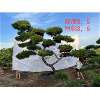 莱芜造型油松价格之选择种植环境需要注意什么