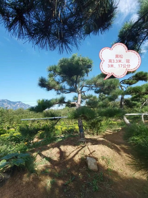 淄博造型松之泰山景观松的浇水管理