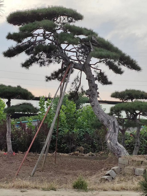 临沂造型油松基地的造型松树