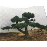 菏泽造型黑松找瀚森