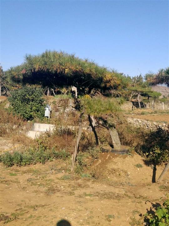 造型油松价格_2022造型油松