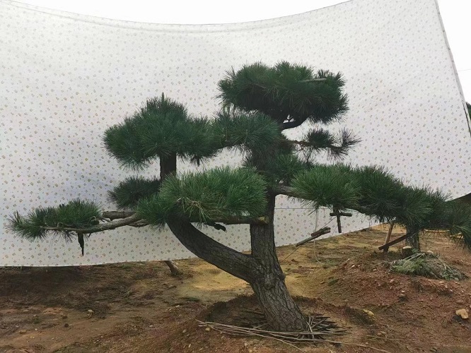 山东造型黑松之泰山景观松长势差的管理问题有哪些