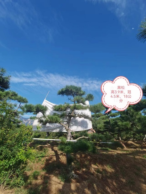 莱芜造型松树基地之黑松叶斑病的危害及防治方法