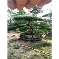 烟台造型油松基地之泰山迎客松
