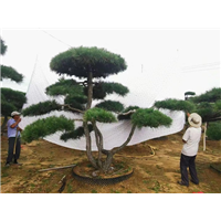 山东造型油松基地有哪些措施可以提高泰山景观松的美观度
