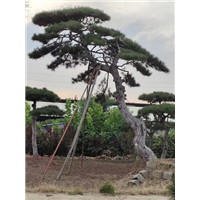 临沂造型油松基地的造型松树