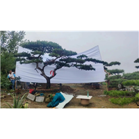 德州造型油松是什么原因导致了太山松幼苗的根腐病