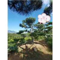淄博造型松之泰山景观松的浇水管理