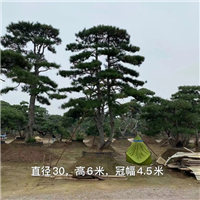 山东造型松树基地不同时期要做哪些保养工作