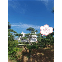 莱芜造型松树基地之黑松叶斑病的危害及防治方法