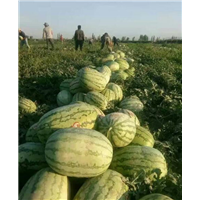 吐鲁番西瓜代办◆哈密西瓜代办 