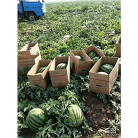 **西瓜代办▬老挝西瓜代办 