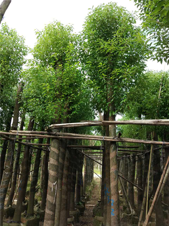普宁香樟|◆普宁香樟树-普宁12公分香樟树 