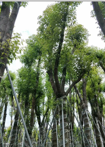 广东18-20公分香樟树 A货18-20公分香樟树袋苗 