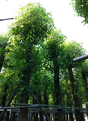 大量供应15公分香樟树袋苗 量大价优 20000棵 