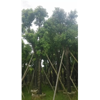 广东香樟 普宁香樟  大量供应18-20公分香樟 